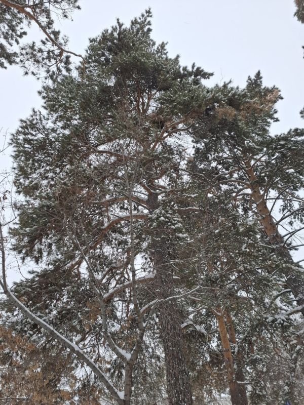 Творение природы. Зима преображает лес, превращая знакомый пейзаж в завораживающее произведение искусства, созданное самой природой