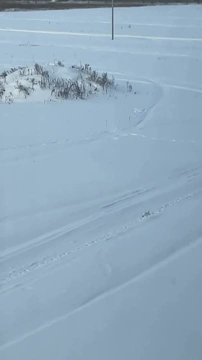 Почти "Ну, погоди!" засняла наша землячка — заяц с большим отрывом удрал от собак