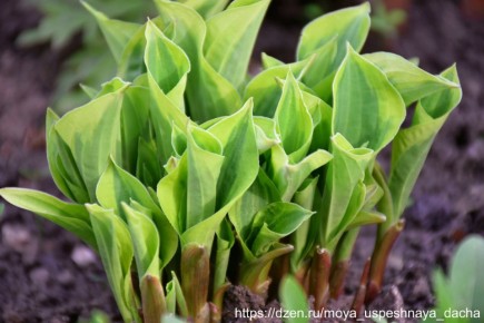 ��� ��������� ���� ������� ����� ��������� ��������