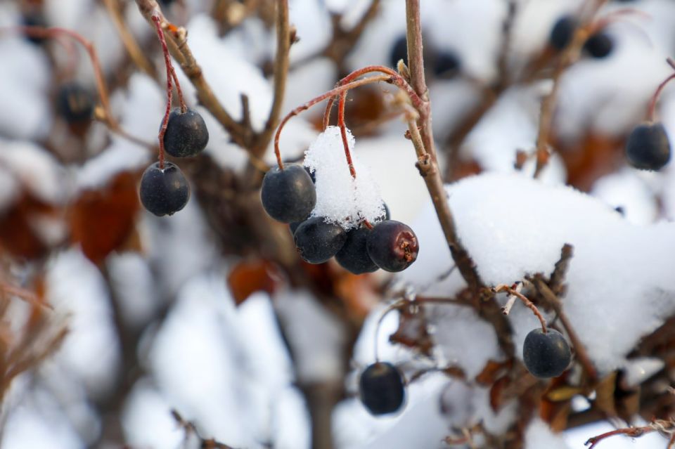 Урок биологии. Что за ягода на фото? Ваши варианты