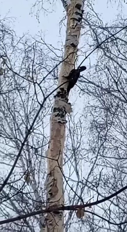 Краснокнижную желну встретили горожане в парке Гагарина