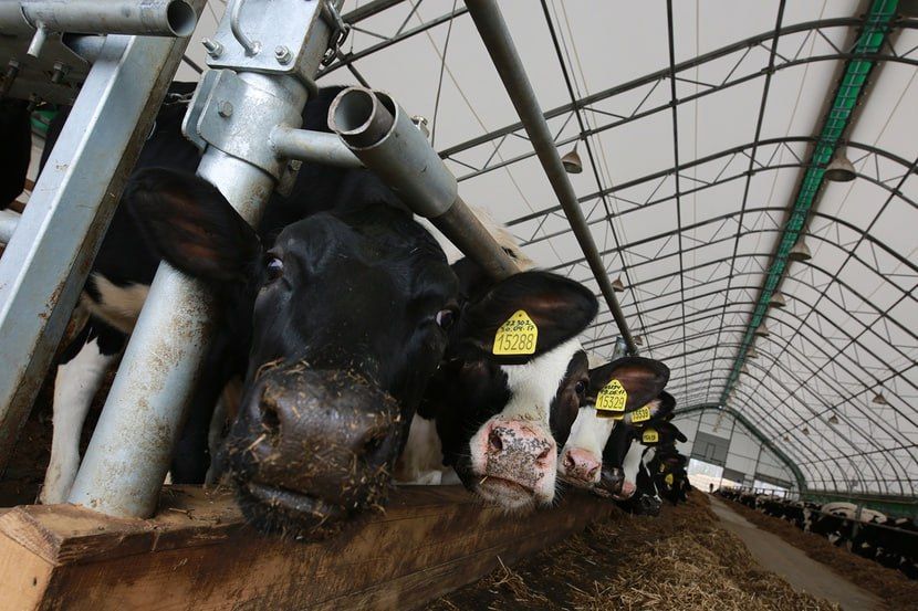В Тюменской области определился лидер по молочной продуктивности дойного стада