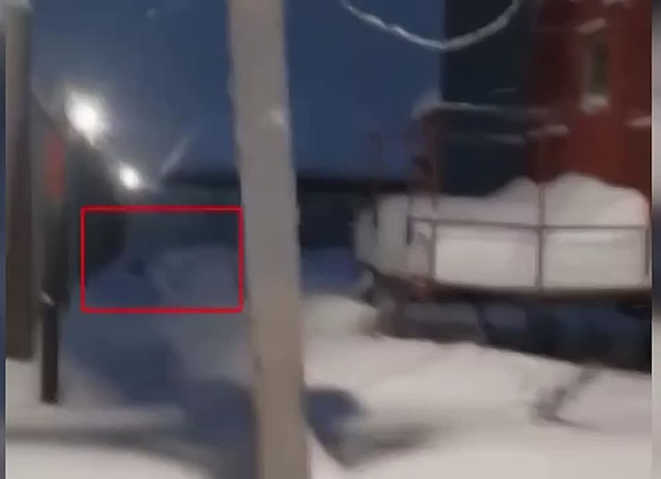 В Нягани краснокнижная рысь вышла в город