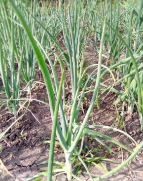 ���� �� ����� � ����: ��������� ������ �� �������