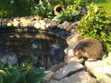 ��� ������� ����-������ ����� � ���� ����: ������� ����