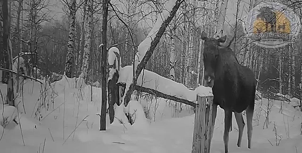 Единороги все чаще встречаются в лесах Тюмени