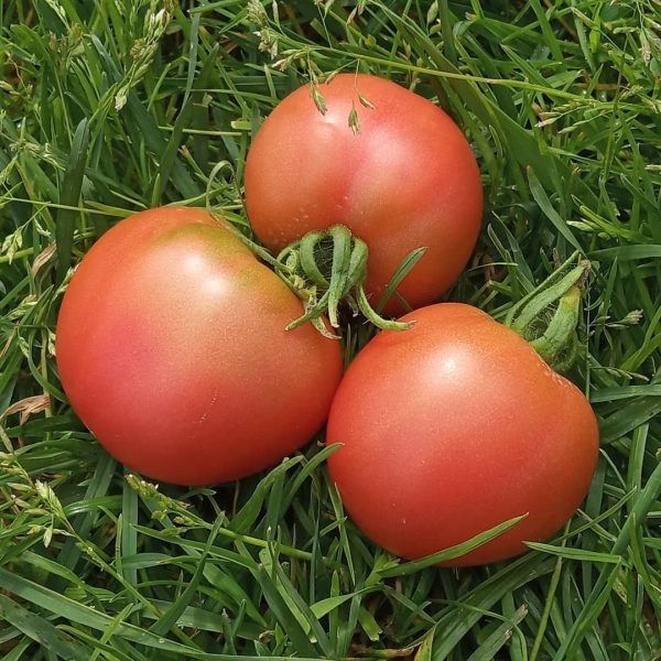 Томат Моравское чудо: как добиться богатого урожая и насладиться свежим вкусом