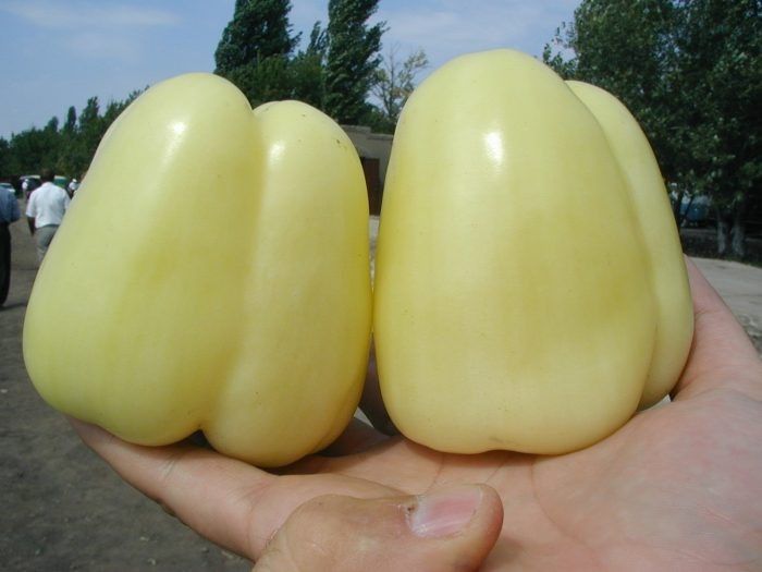 Перец Мадонна: идеальный гибрид для быстрого и богатого урожая