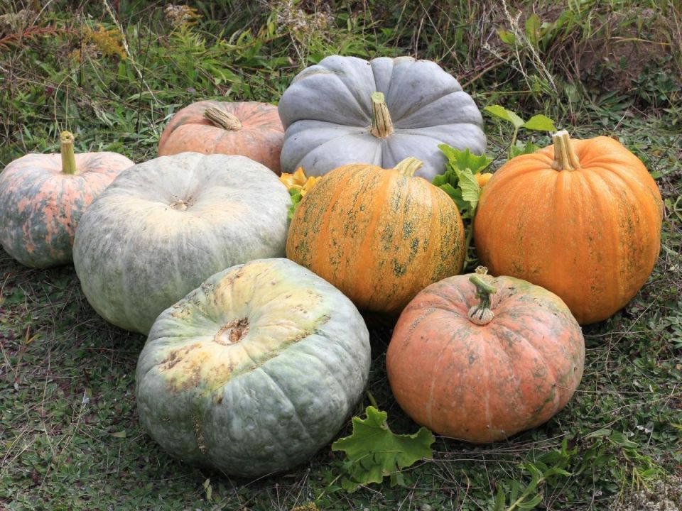 Как ускорить созревание тыквы: эффективные советы для дачников