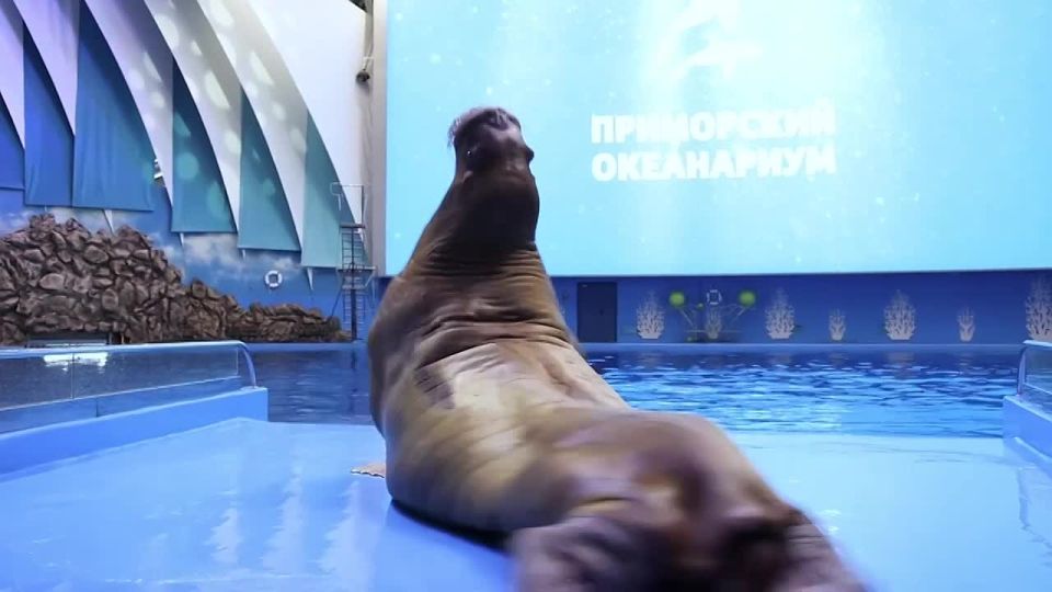 Любовь не знает расстояний: Морж Миша из Владивостока порадовал подругу из Москвы красной икрой