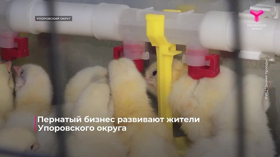 Собственное дело уже 3 года развивает семья Коротаевых из села Упорово