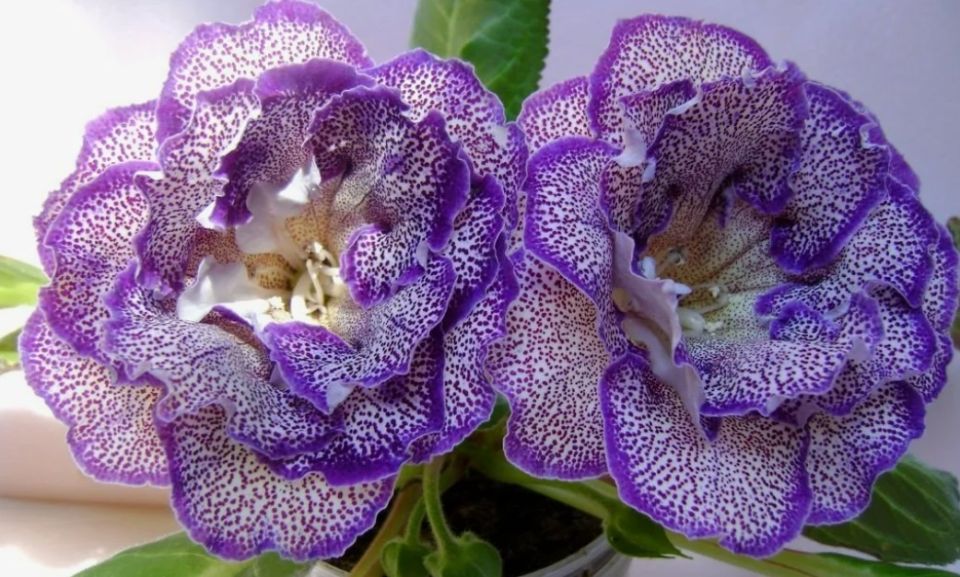 ����������� ��������� �� �����: ������� ��������� ������