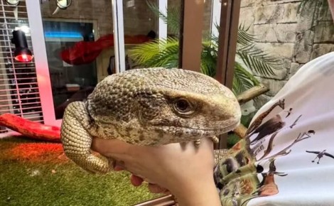 В Тюмени ищут подругу для игуаны Яши