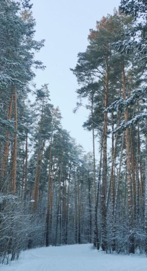 Прогулки в лесу. Приближение пусть и нескорой весны сейчас чувствуют все большие и маленькие обитатели леса