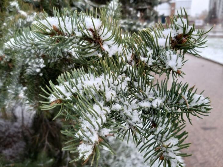 Более трех миллионов саженцев высадили в тюменских лесах в 2025 году