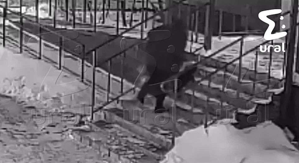 В тюменском ЖК хозяйка жестоко избила свою собаку