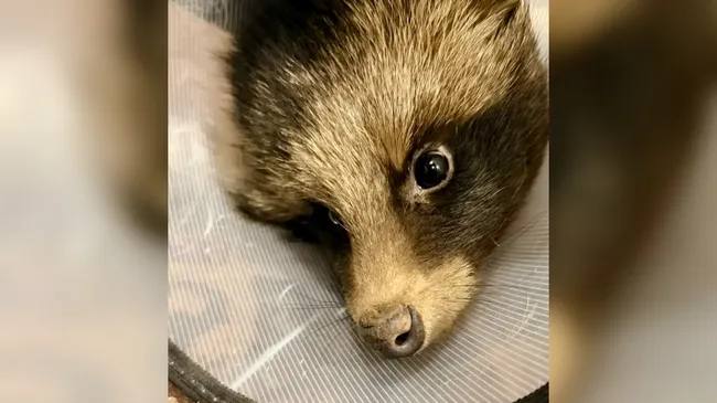 Оторвало лапу в капкане. В Тюмени енотовидная собака в тяжелом состоянии пришла за помощью к людям в рабочие гаражи