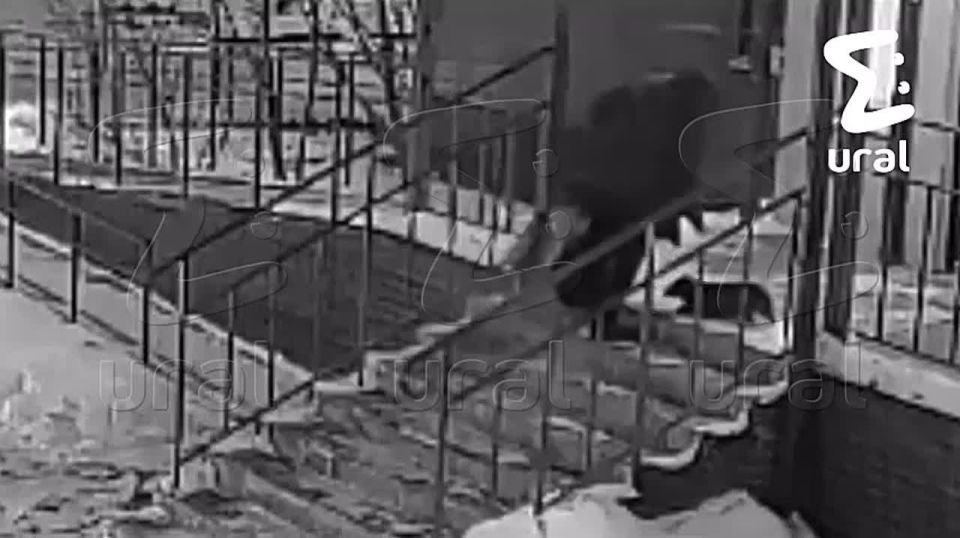 Хозяйка шесть раз грубо швырнула собаку в Тюмени — пёсель не смог подняться сам