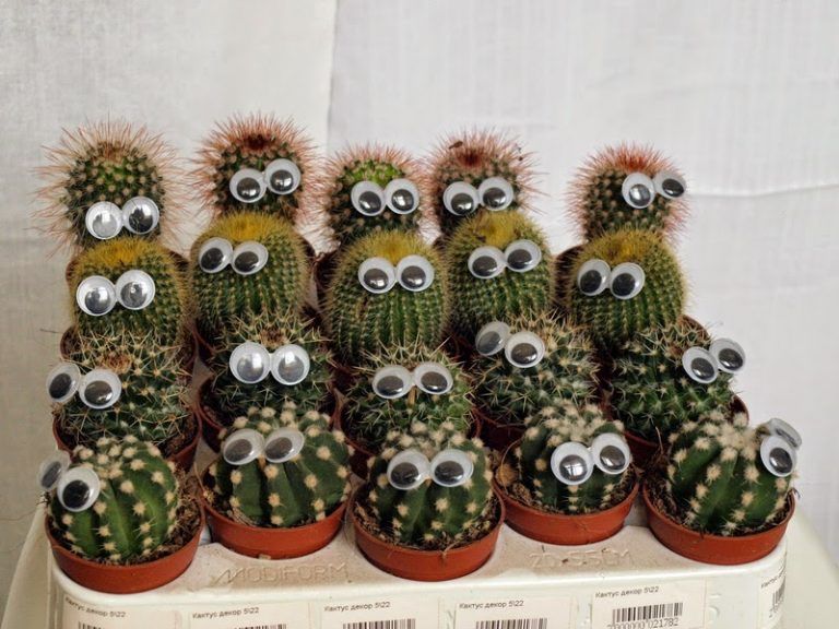 Кактусы с приклеенными цветами и окрашенные розы: Как продавцы цветов обманывают нас