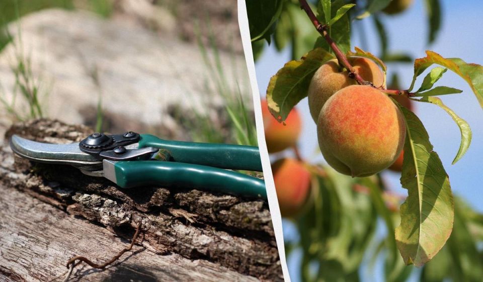 ������� ������� ��������: ��� ������ ������� � ����