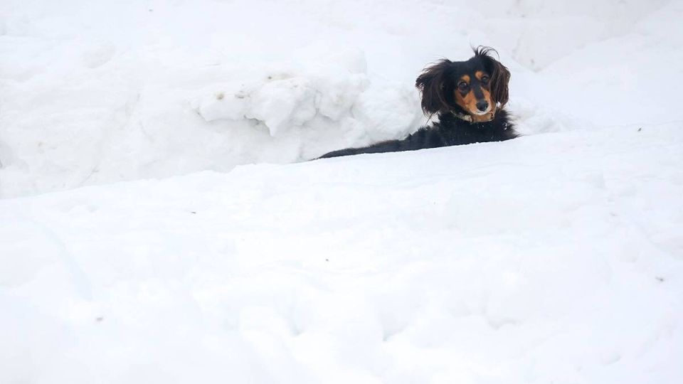 ������ �������� ������������ � ����������� �������� � �������� ����������