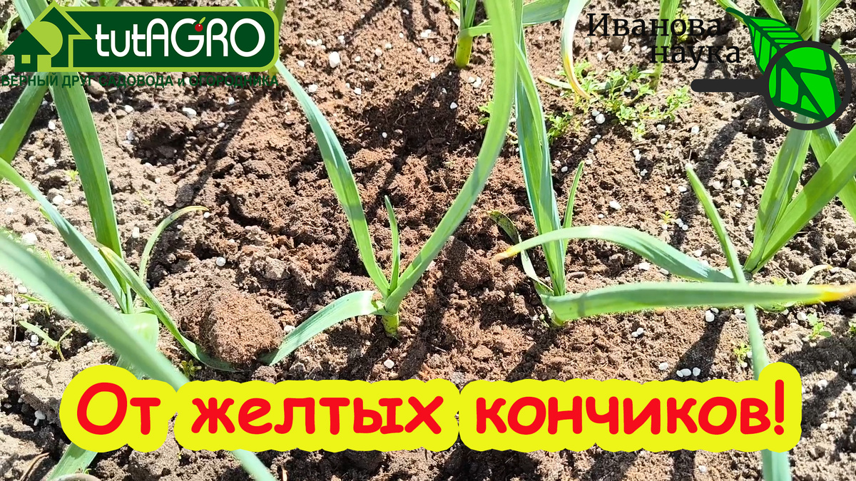Идеальная подкормка для чеснока: спасение от холода и залог богатого урожая