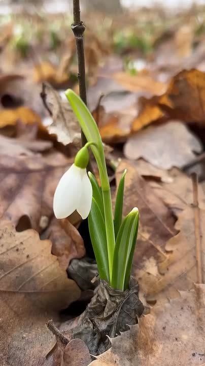 Доброе утро. До весны 11 дней Видео снято в ботаническом саду в Казахстане