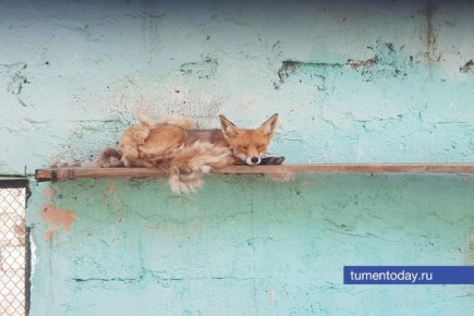 В Тюменской области растёт число случаев бешенства среди животных