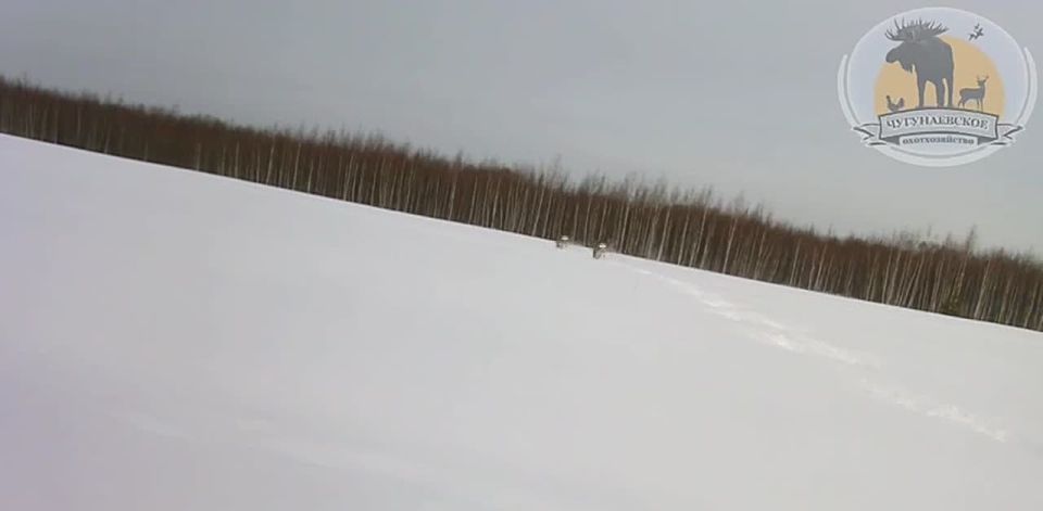 Тыгыдык с утра пораньше). Это мы мчим на работу! Среда Видео: Охотхозяйство Чугунаевское МегаТюмень