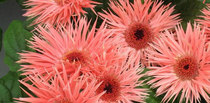 Секреты ухода за великолепной герберой: советы для цветочных энтузиастов