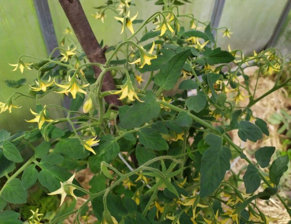 ������ ������ ������, �� �� ������������ �����: ������ ��� ���������