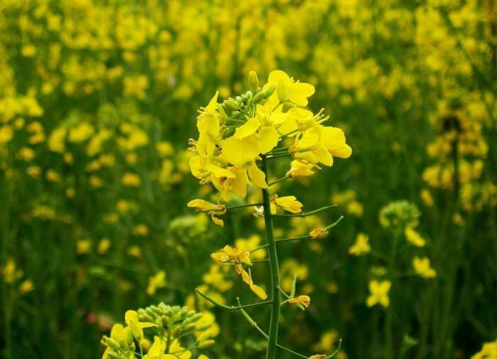 Эффективный уход за сидератами: секреты агрономов