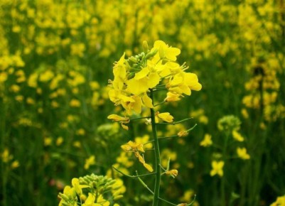 Эффективный уход за сидератами: секреты агрономов