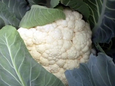 Почему желтеет цветная капуста и как предотвратить эту проблему