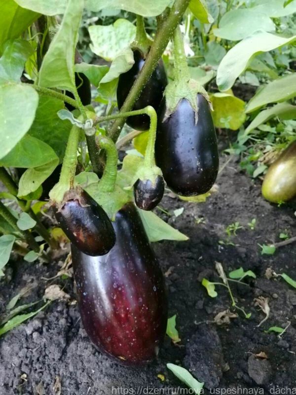 ������������ ��������� ����������, ������� ����� �� ��������