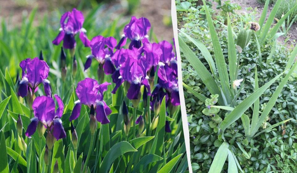 ����� �������: ��� ������ ������ ��� �� ��������