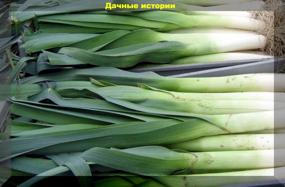 Как легко вырастить лук-порей: советы для дачников