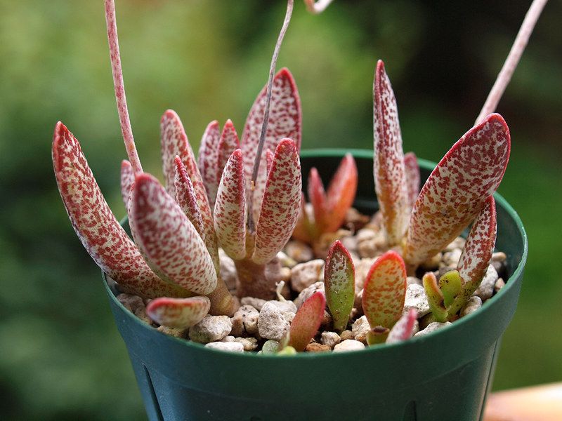 ���� ������ ������������, ������� ����� ����������