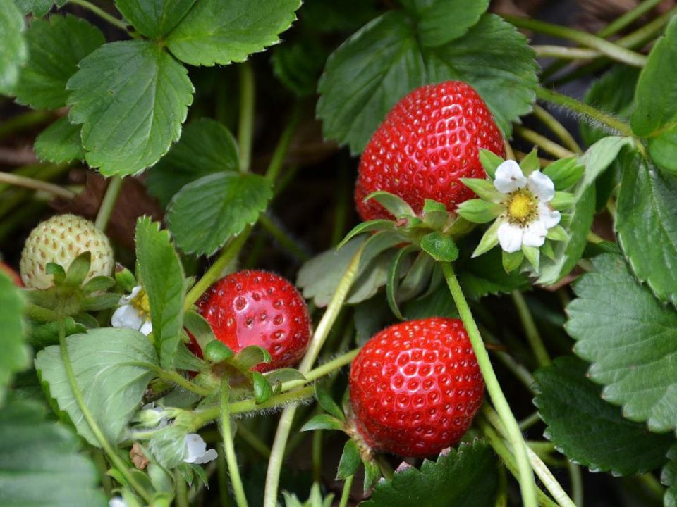 ����������� ������ ������ �������� �� �������� � ����������