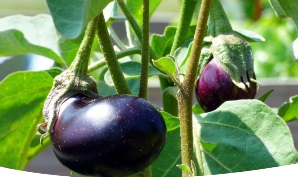 ��� �������� �������� ������ ����������: ������ �������� ����������