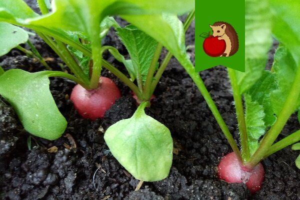 ��� ��������� ����� � �������� ������������: ��� ������� ������