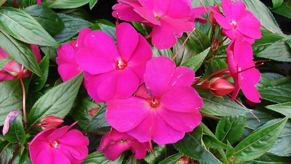 ������ ��� ��������� �� ������: ������� �����