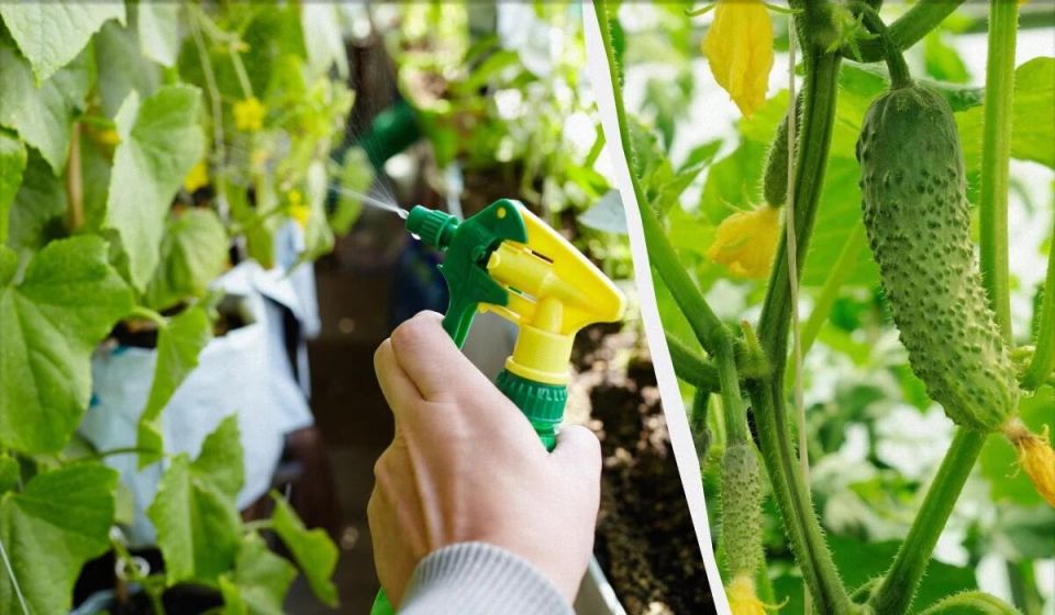 ��� ������� �������� ��������� ������ �������: ������ �����������