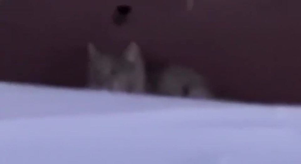 ���� �������� � ������ �������� ���� � ������� ��������� �������