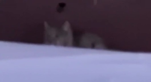 ���� �������� � ������ �������� ���� � ������� ��������� �������