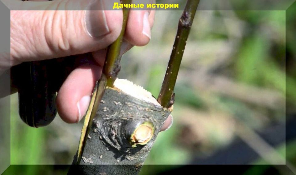 ��� ������� 84 ����� �� ����� ������: ������ ��� ���������