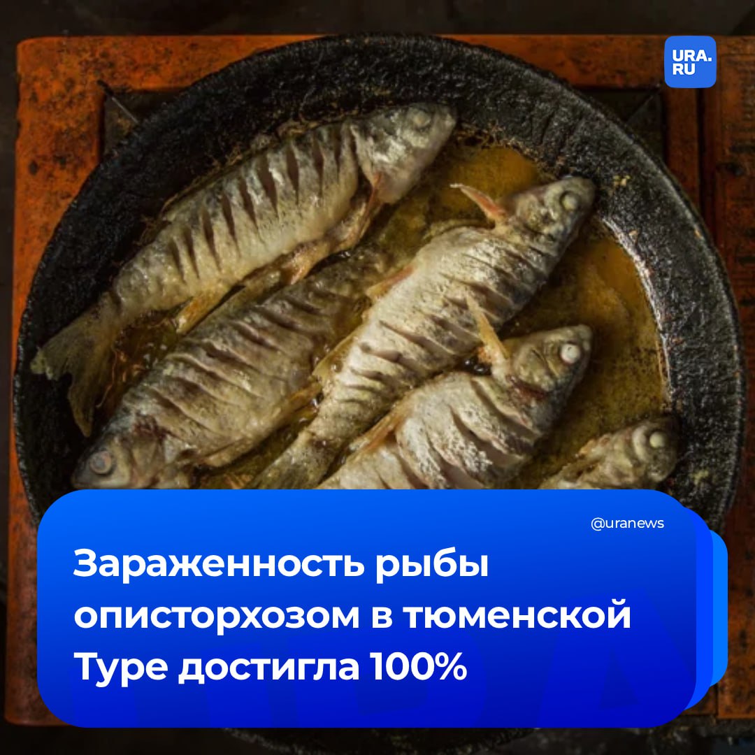 «Рыба кишит паразитами»: карповые виды в тюменской Туре заражены от 80 до 100% личинками печеночных сосальщиков