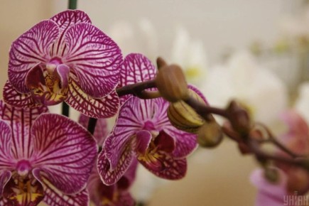 Как сделать орхидеи счастливыми: избегайте этих 4 ошибок в уходе