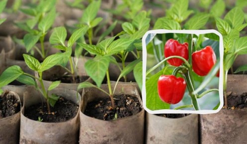 Когда сеять перец на рассаду: советы для успешного урожая