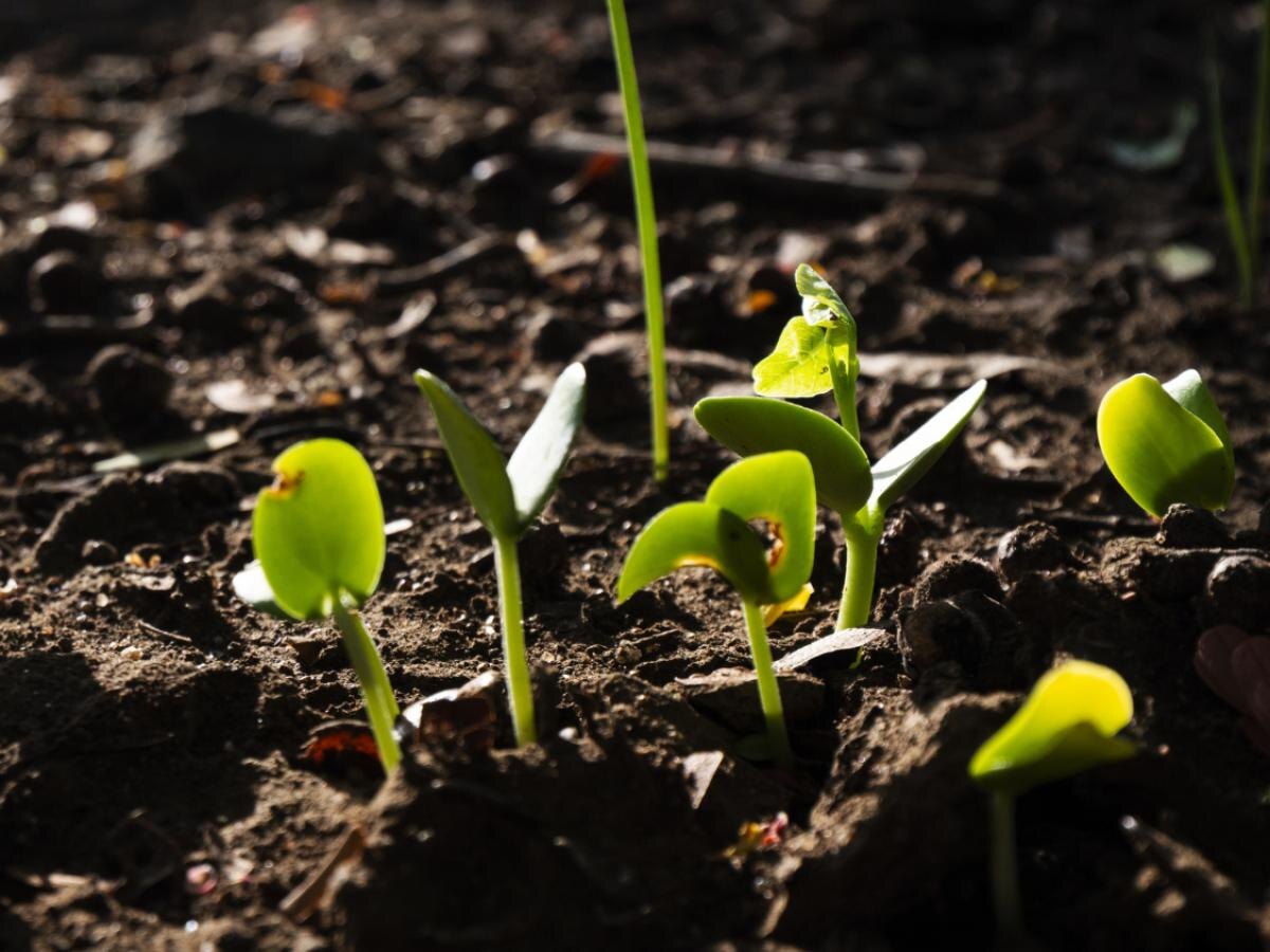 Проблемные растения для вашего сада: кто истощает почву за год